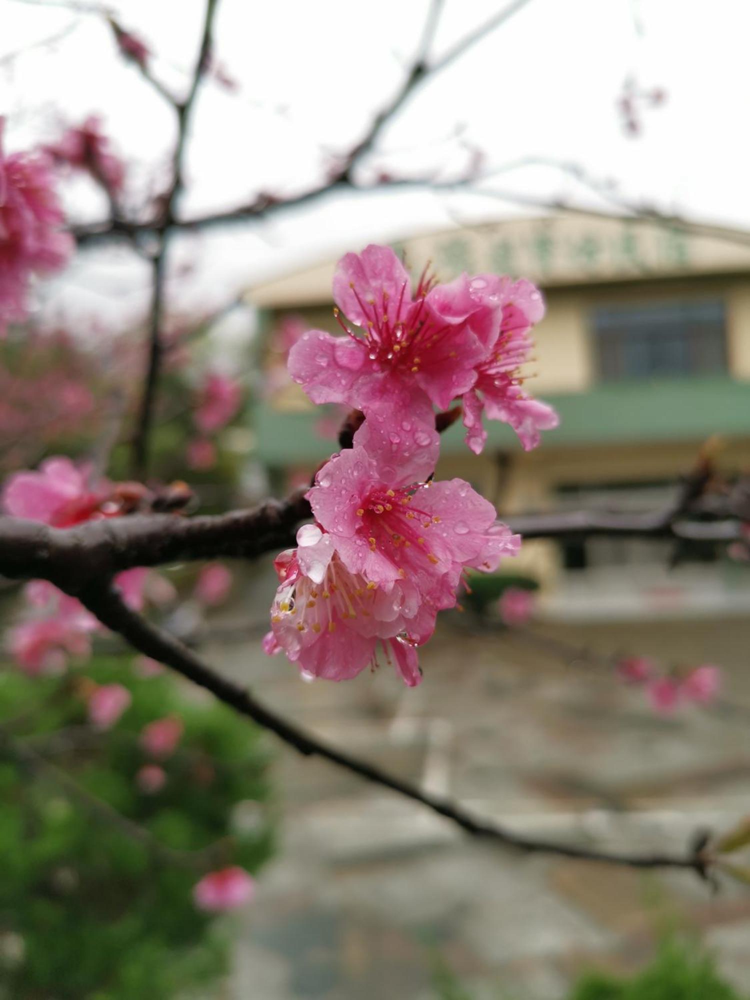 Tai Yu Ju Bao Fang B&B Luye Bagian luar foto